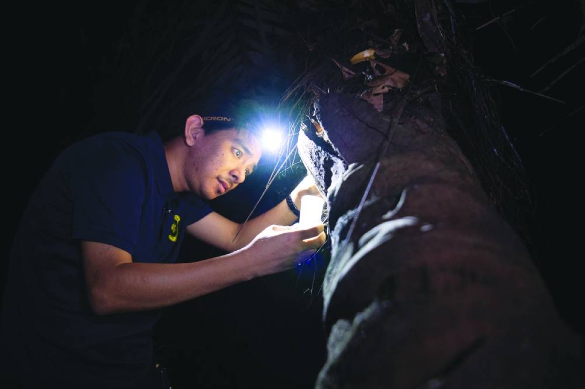Cristian Lucanas, an entomologist from the University of the Philippines Los Banos, holds a plastic cannister to capture a cockroach on a bark of a fallen coconut tree at the tropical rainforest inside the campus of the University of the Philippines in Los Banos town, south of Manila. (AFP) 