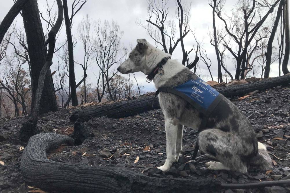 File photo: Bear, an Australian koolie, scanning the Two Thumbs Wildlife Trust Sanctuary for koalas in the Numeralla, Peak View and Nerriga areas of New South Wales. (AFP)