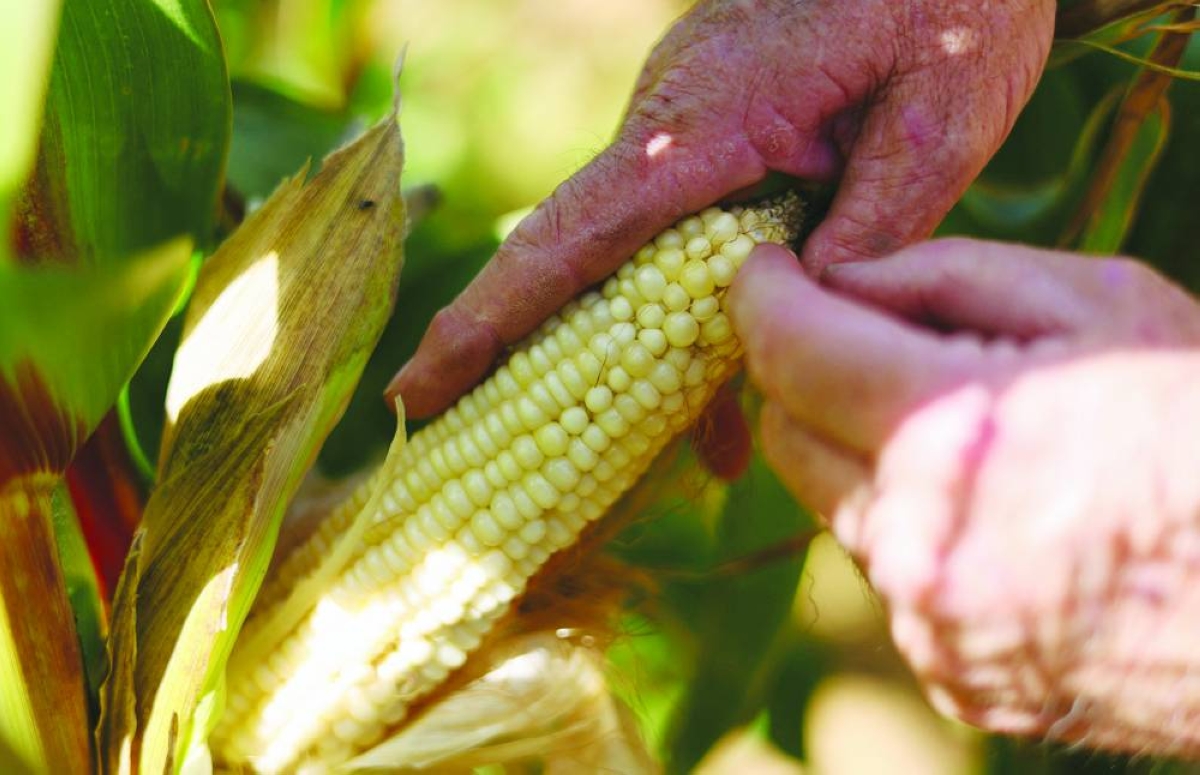 South African farmer Derek Mathews inspects a cob of maize on a commercial farm ahead of the harvest, as rising fuel prices add to concerns over operating costs and securing supplies, near Lichtenburg, a small agricultural town in the North West province. (Reuters)