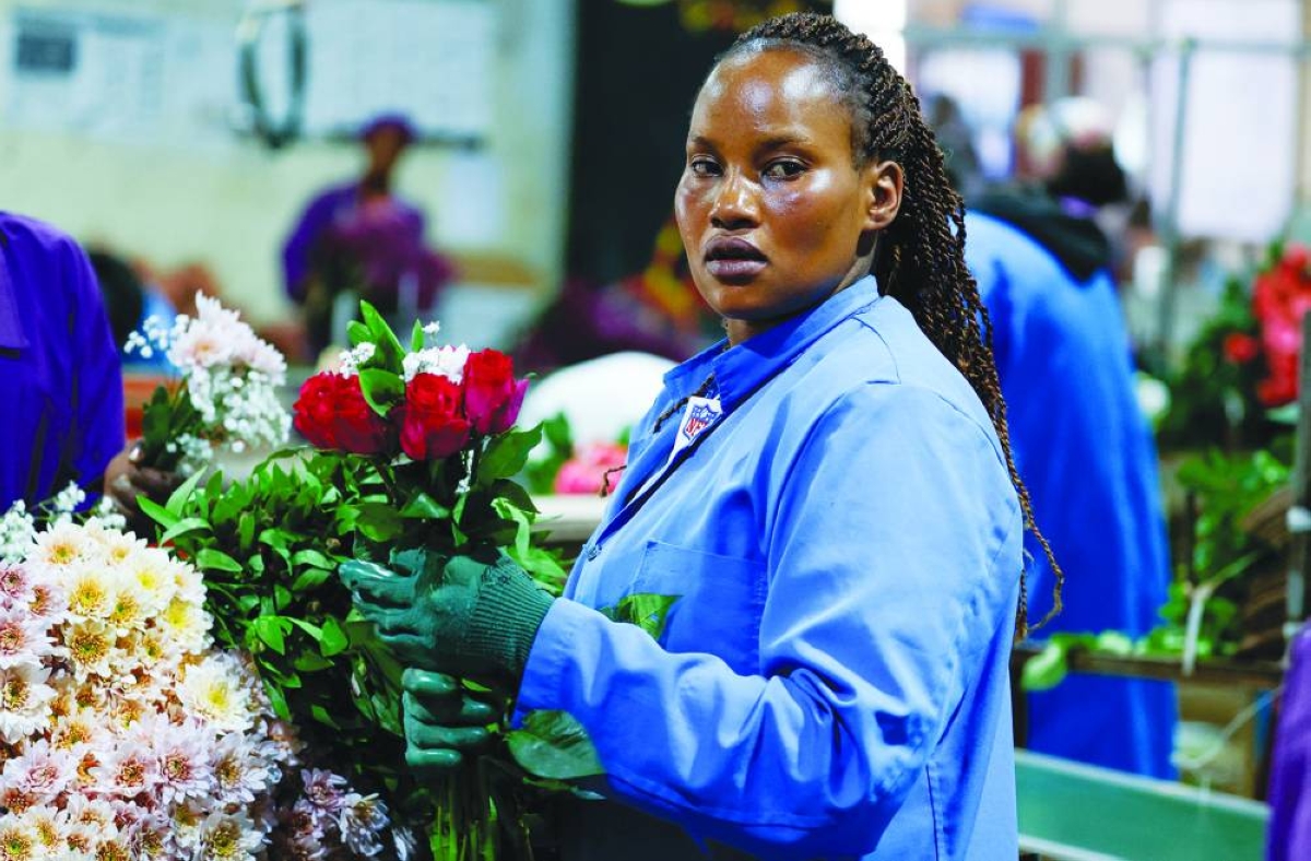 A worker prepares to package flowers at the Xflora Group as exporters face high costs of freight amid disruptions in the Middle East, which were caused by the US-Israeli conflict with Iran, in Njoro, Nakuru county, Kenya on April 8. The Iran war will fan inflation and cost Africa vital economic growth, the World Bank warned, with oil-importing nations including Kenya and Ethiopia potentially at the greatest risk.