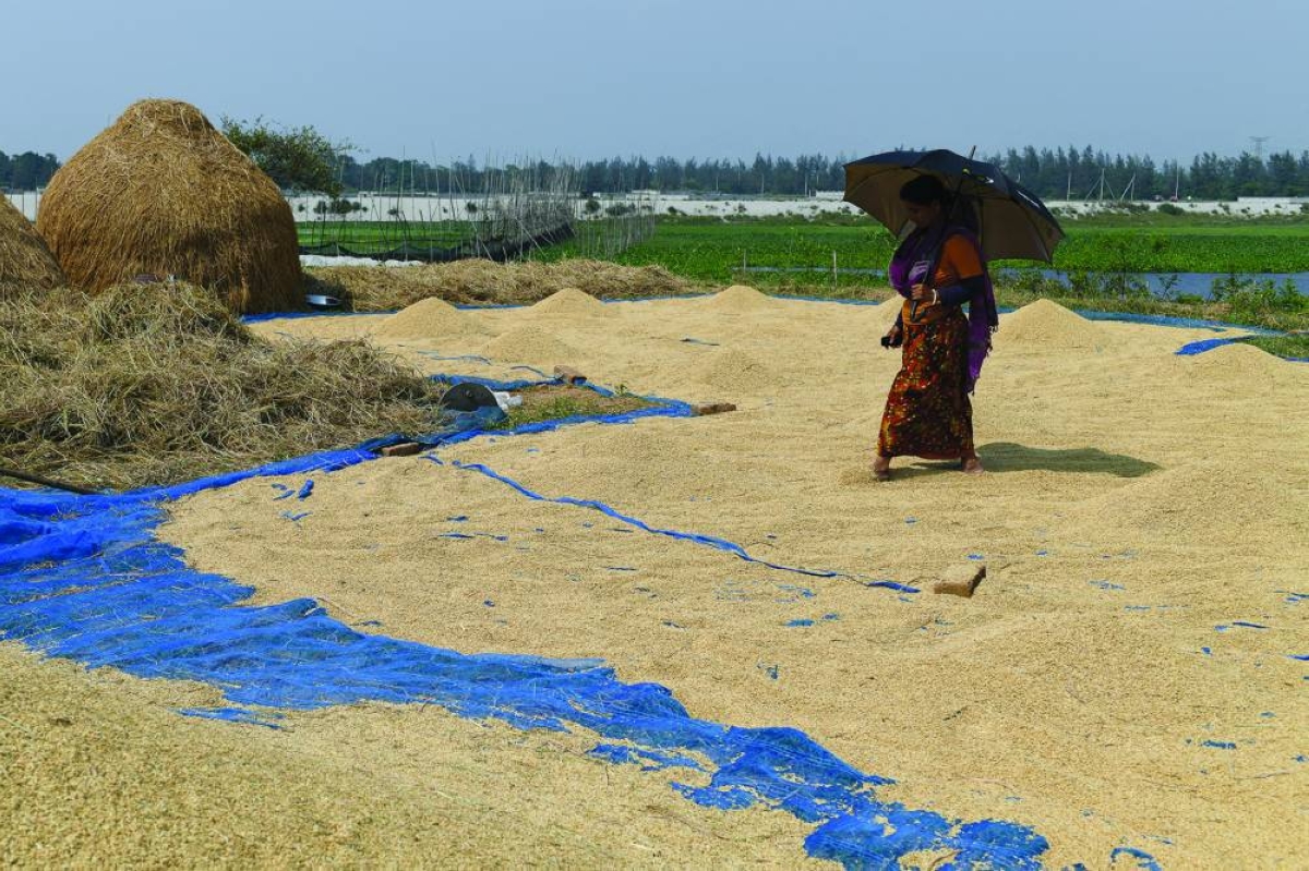 A woman sun-dries paddy as a part of the harvesting process, in Birulia, in the outskirts of Dhaka. (Reuters/File Photo)