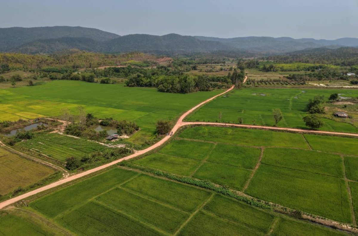 This aerial photo shows rice paddies, some of which have recently been treated with microbial solution Soil Digest, in Chiang Rai province, Thailand. (AFP)