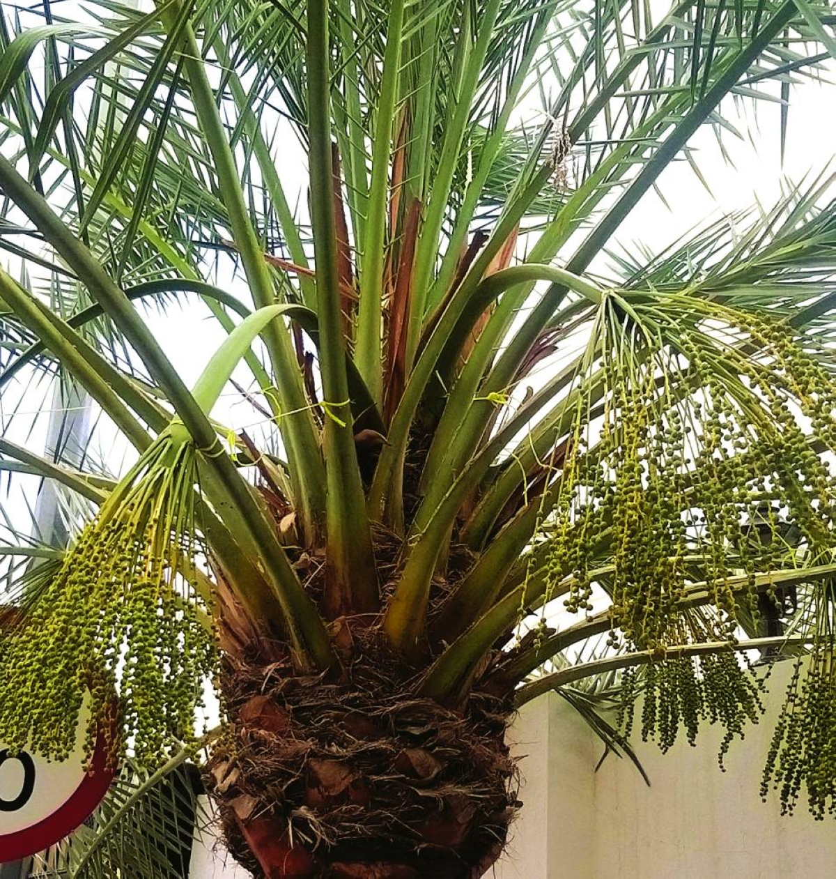 PICTURES: Shaji Kayamkulam