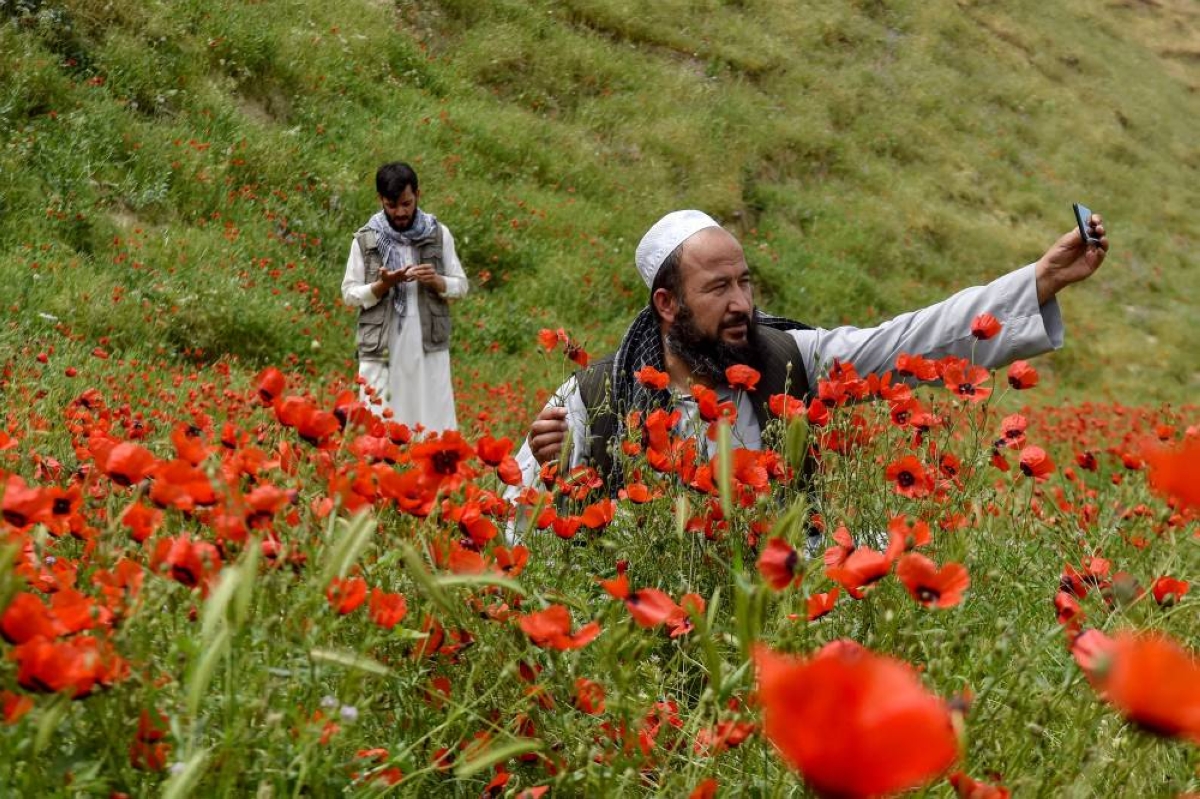 An Afghan man taking a selfie as he stands among the common poppy flowers on a hillside in the Jalayer Valley of Northern Afghanistan’s Shirin Tagab district. (AFP)