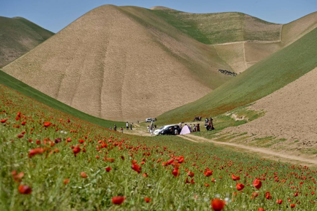 Afghan men picnicking near the common poppy flowers on a hillside in the Jalayer Valley of Northern Afghanistan’s Shirin Tagab district.(AFP)