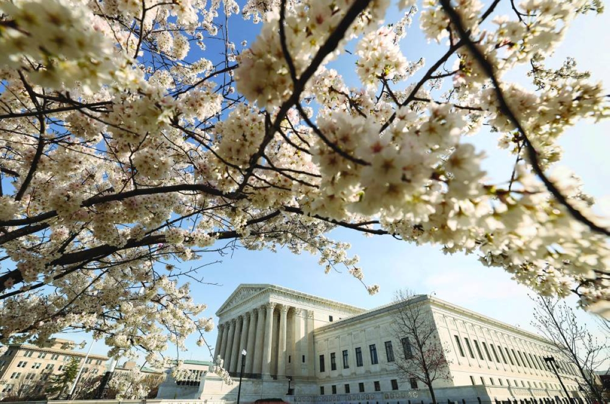 
A cherry tree in full bloom outside the US Supreme Court in Washington. (Reuters) 