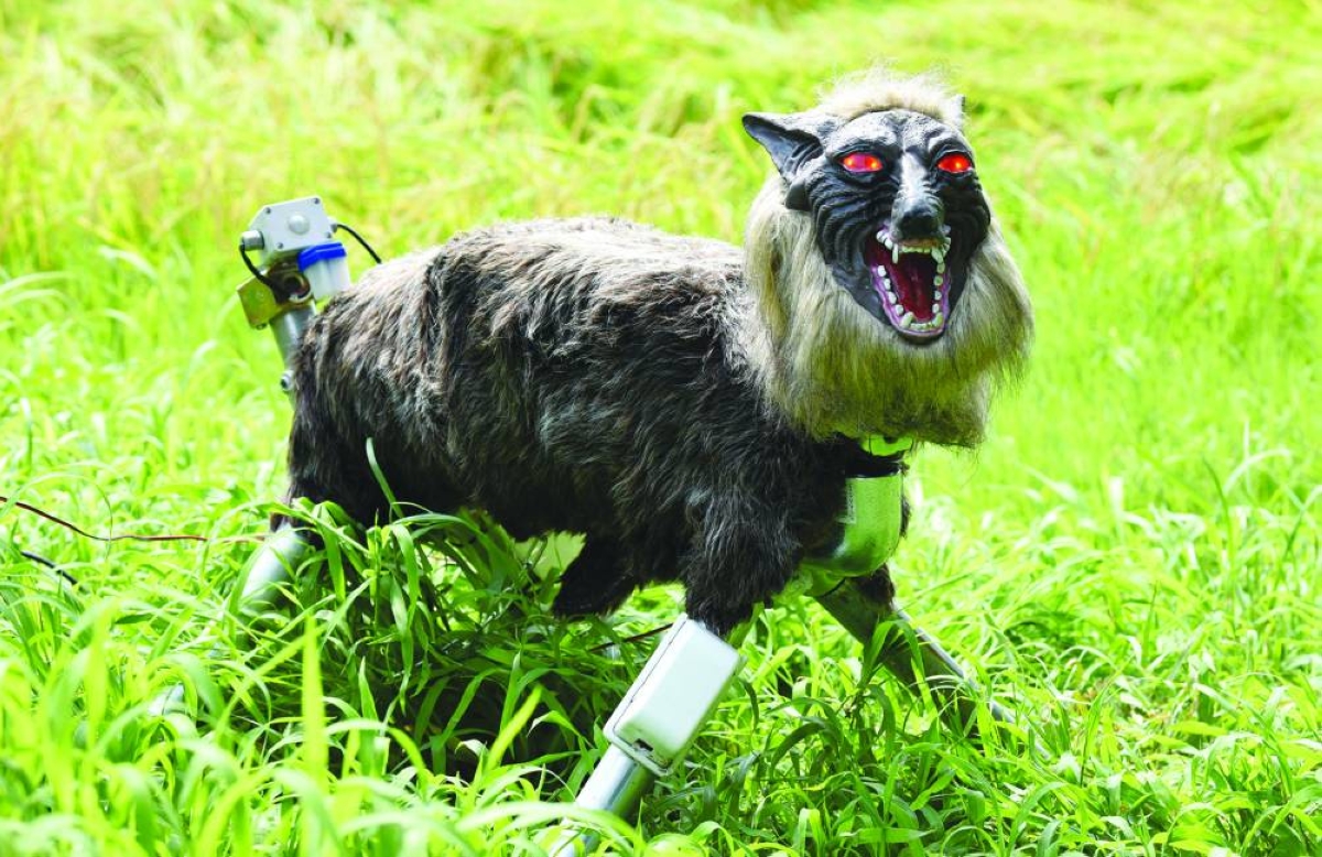 A wolf-like robot "Super Monster Wolf" stands beside a rice field to drive away wild animals that cause damage to crops in Kisarazu, Chiba prefecture.(AFP/File photo)