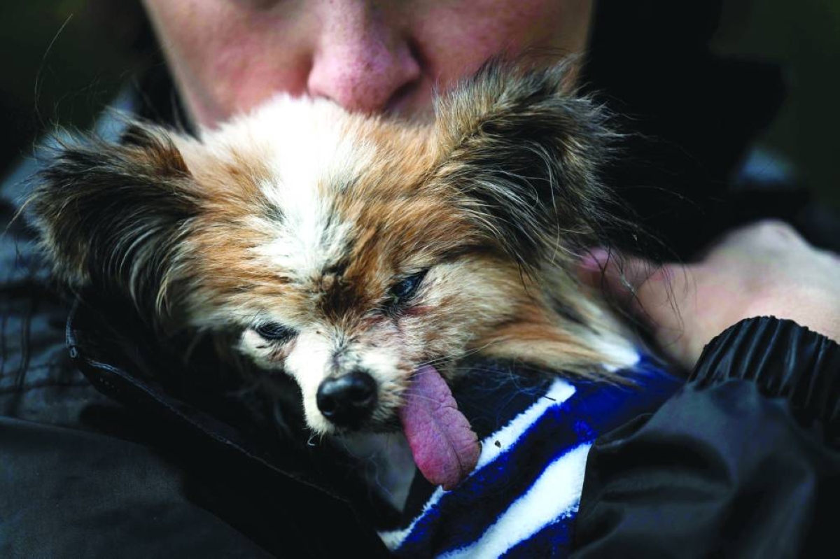 (FILES) French dog owner Ophelie Boudol holds Lazare, a Continental Toy Spaniel Papillon said to be the world's oldest dog born in 1995, in Villy le Pelloux, eastern France, on May 12, 2026. A French toy spaniel named Lazare thought to have been "the world's oldest dog" has died aged 30, his carer said on May 15, 2026. Lazare, a Papillon dwarf spaniel with stand-up "butterfly" ears, was born on December 4, 1995, according to animal charity worker Anne-Sophie Moyon. (Photo by Jeff PACHOUD / AFP)