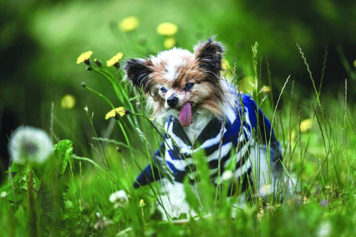 (FILES) Lazare, a Continental Toy Spaniel Papillon said to be the world's oldest dog born in 1995, looks on, in Villy le Pelloux, eastern France, on May 12, 2026. A French toy spaniel named Lazare thought to have been "the world's oldest dog" has died aged 30, his carer said on May 15, 2026. Lazare, a Papillon dwarf spaniel with stand-up "butterfly" ears, was born on December 4, 1995, according to animal charity worker Anne-Sophie Moyon. (Photo by Jeff PACHOUD / AFP)