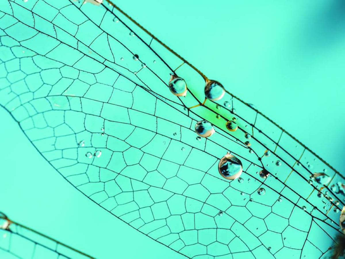 A dragonfly wing with water droplets on blue background.