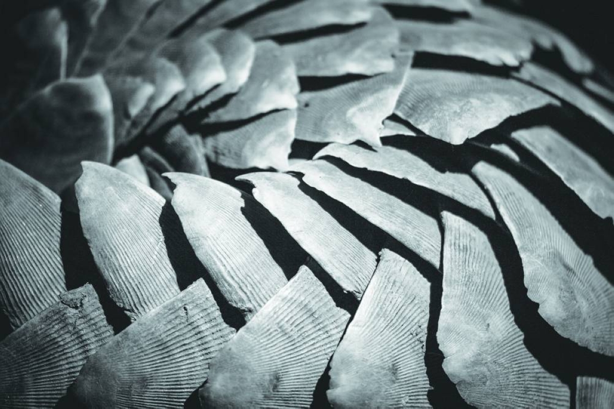 A monochrome close-up of patterned overlapping scale.