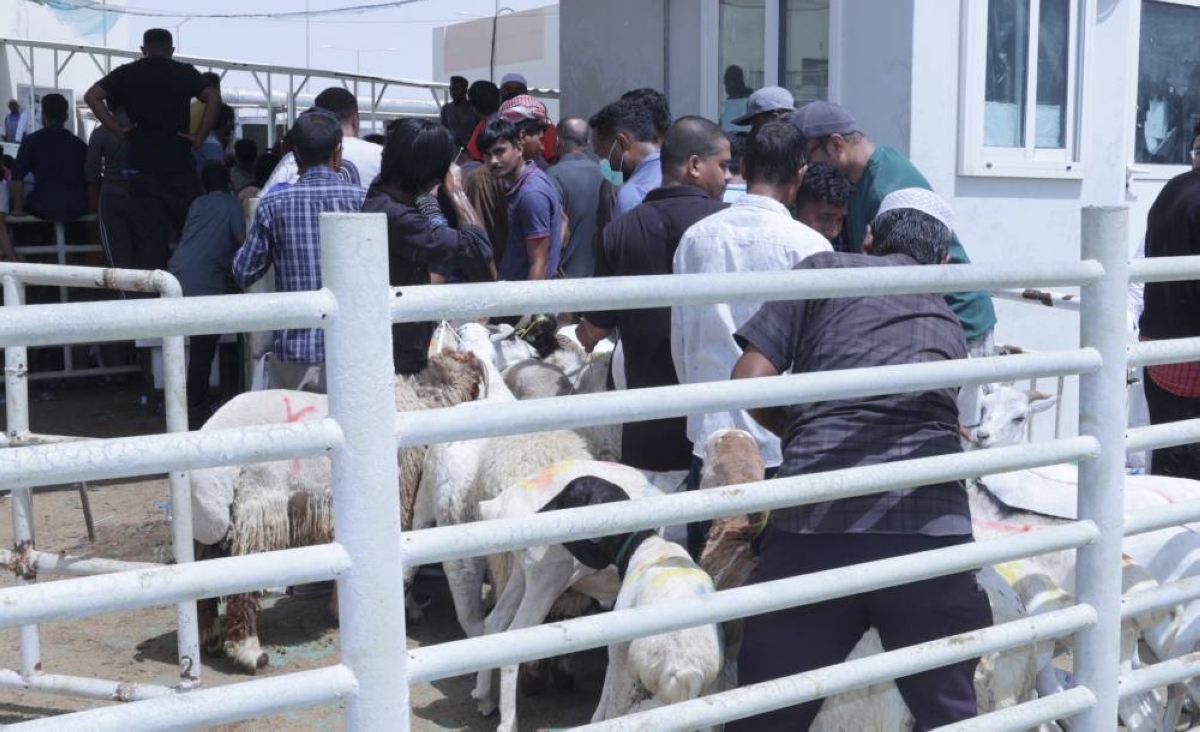 Al-Wakrah Central Slaughterhouse handled high Eid demand efficiently