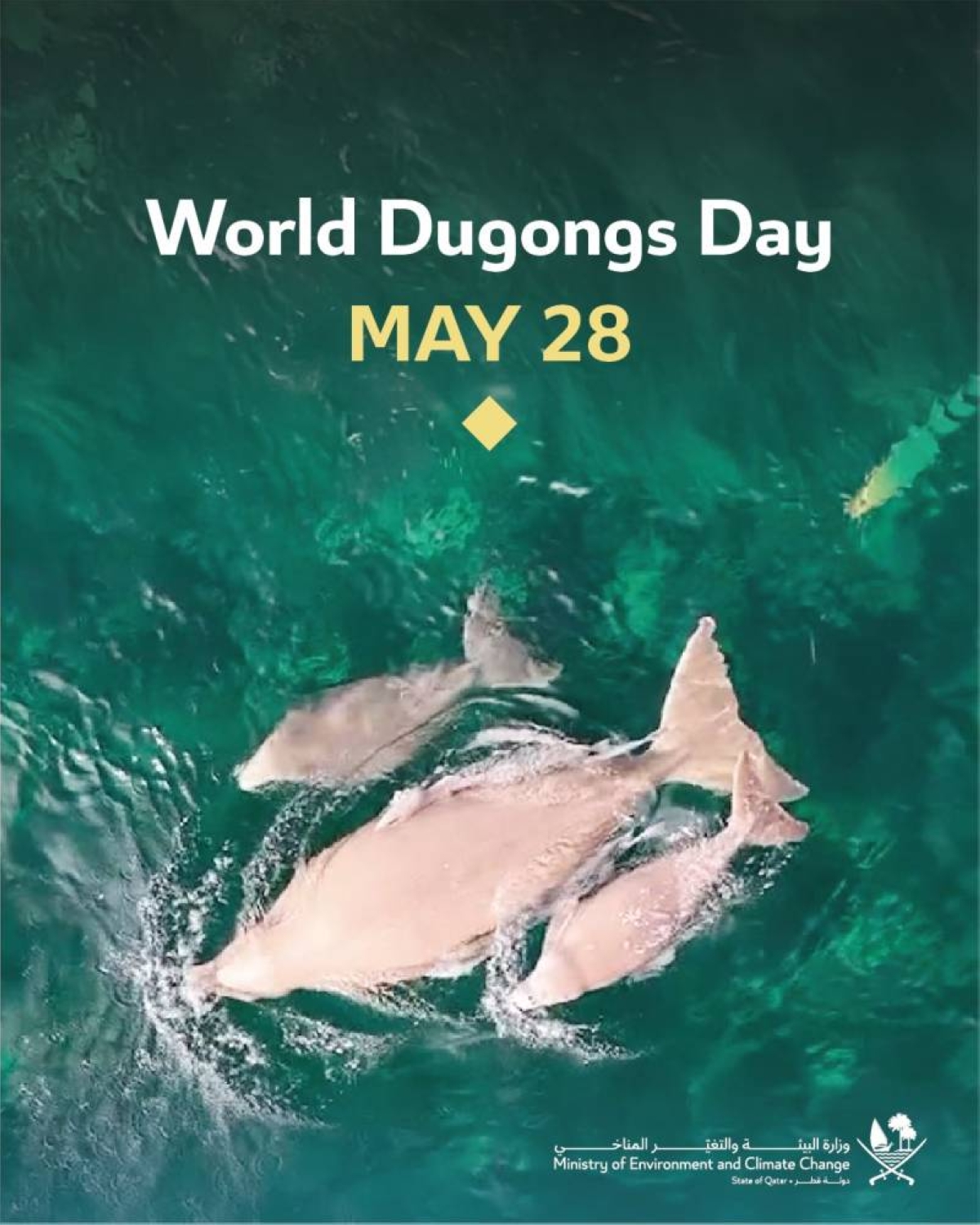Dugongs continue to flourish in the Qatari waters