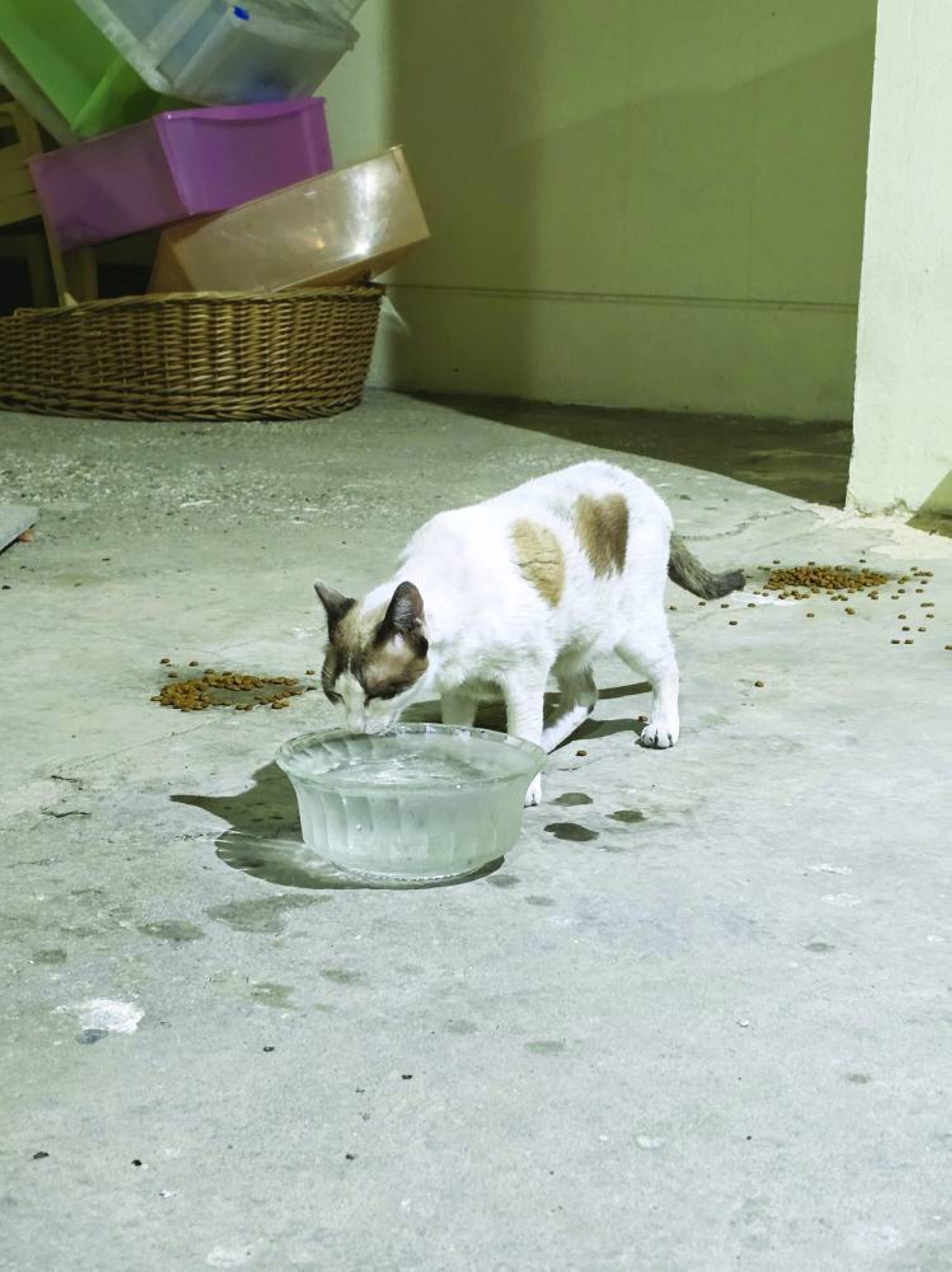 Qatar's community cats find lifeline in dedicated volunteer network