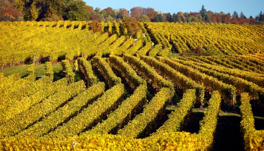 Vineyards near Fechy, Switzerland