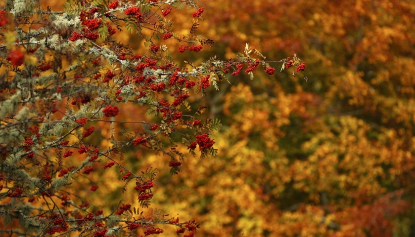 Rowan berries are seen in front of autumnal foliage in Perthshire, Scotland