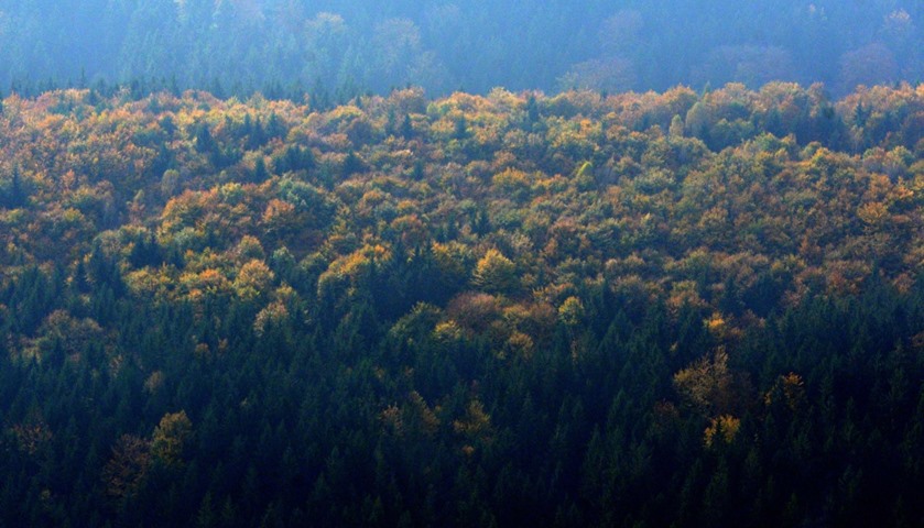 The leaves change their colour in the forest near Hrensko, North Bohemia