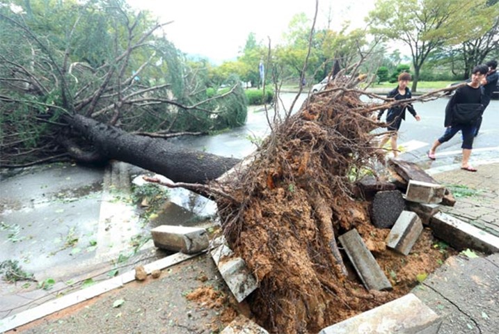 A tree is uprooted by strong winds caused by Typhoon Chaba in the southern city of Changwon