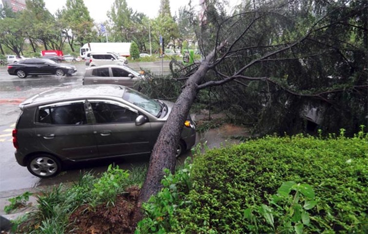 A car is crushed by an uprooted tree due to strong winds caused by the typhoon in Changwon