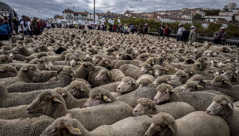 French breeders demonstrate with their sheep in Lyon