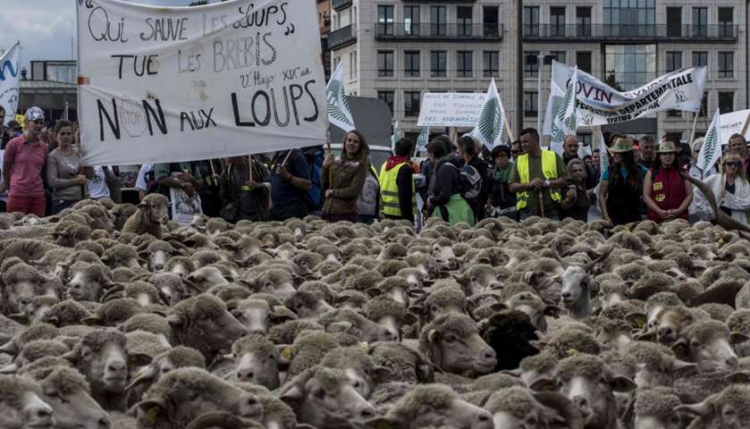 French breeders hold a banner with a quote \"He who saves the wolf kills the sheep\"