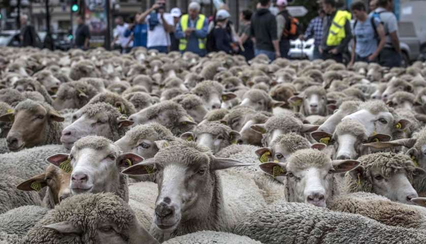 French breeders demonstrate with their animals