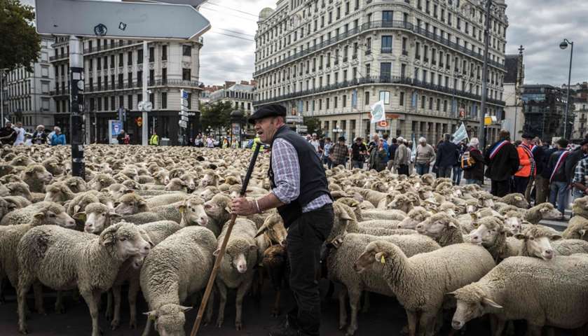 French breeders demonstrate with their animals  

