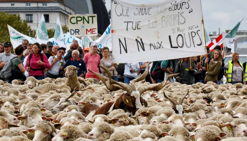 A French farmer stands near hundreds of sheep during the protest