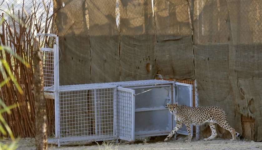 A female Asiatic Cheetah named \'Dalbar\' walks in an enclosure
