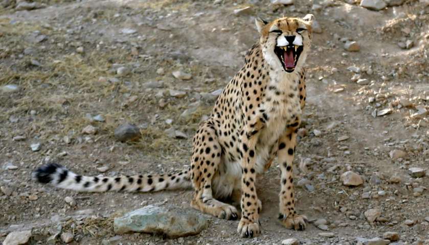 A male Asiatic Cheetah named \'Koushki\' snarls in an enclosure 
