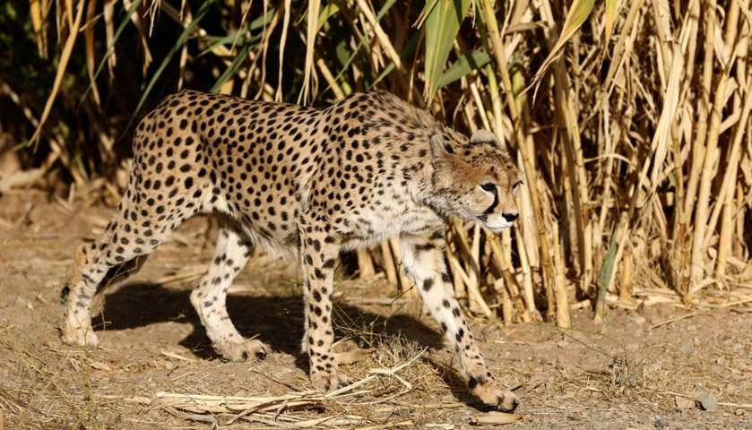 A female Asiatic Cheetah named \'Dalbar\' walks in an enclosure
