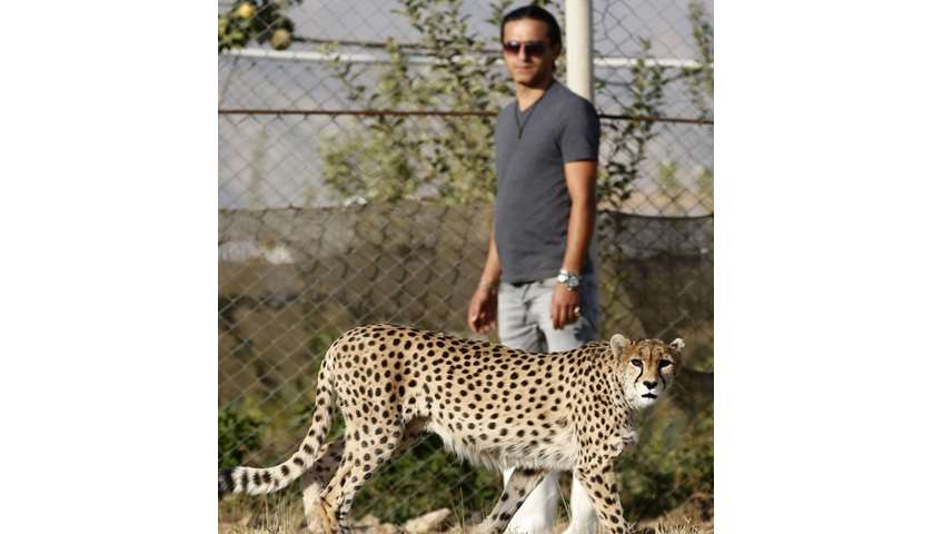 Animal trainer Mahmud Keshvari walks next to a female Asiatic Cheetah named \'Dalbar\'
