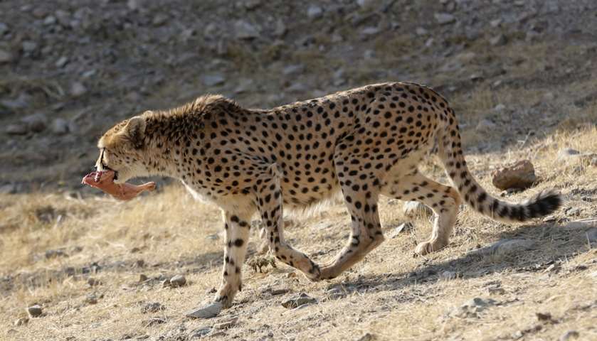 A male Asiatic Cheetah named \'Koushki\' walks carrying a piece of meat