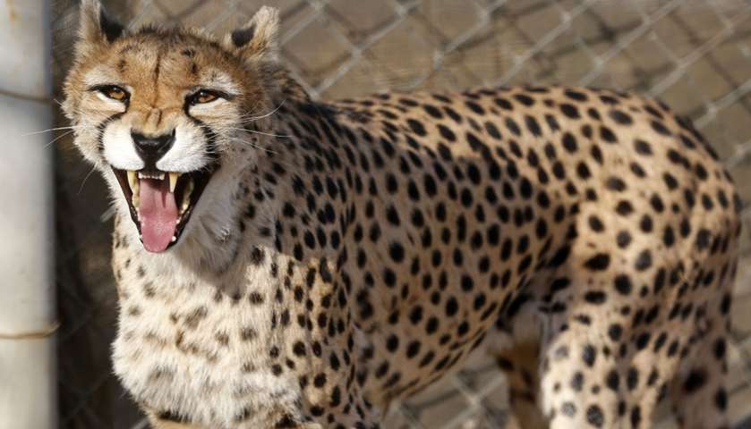 A female Asiatic Cheetah named \'Dalbar\' snarls in an enclosure 
