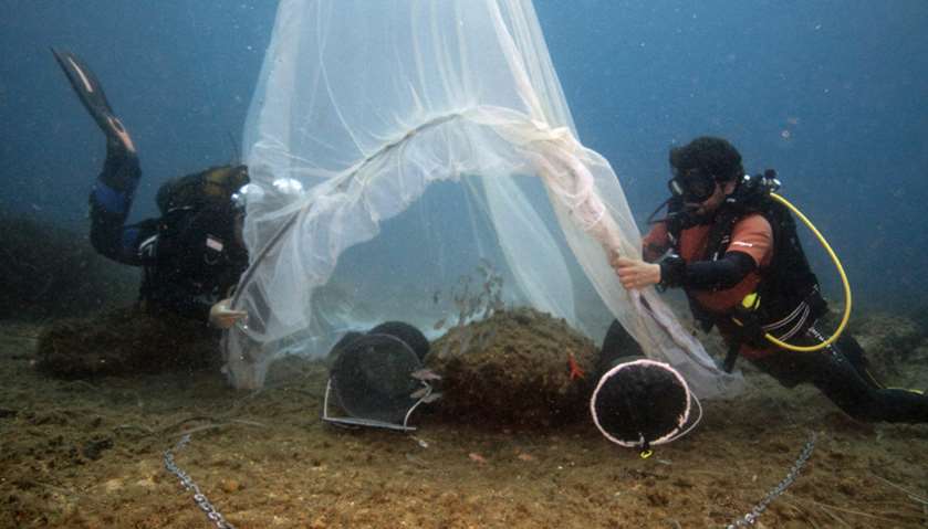 \'Biohut\' artificial habitat allow young fish to take refuge to escape predators