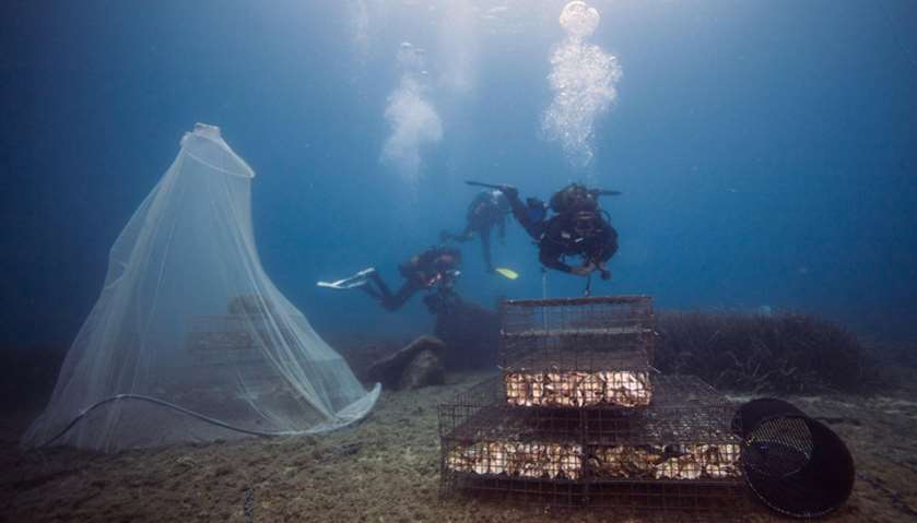 Scientists prepare to release young fish near a \'Biohut\' artificial habitat