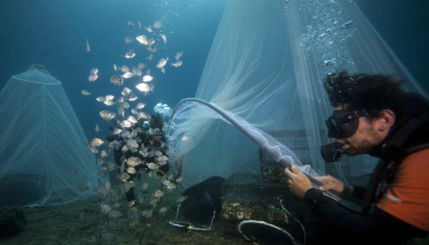Scientists release young fish near a \'Biohut\' artificial habitat