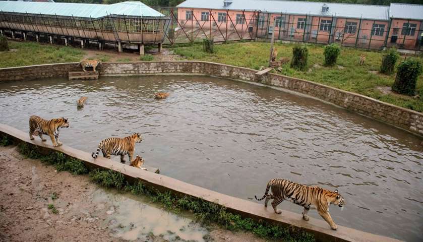 Siberian tigers at Hengdaohezi Tiger Park
