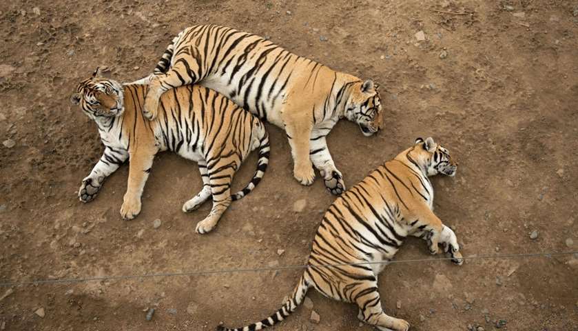 Siberian tigers at Hengdaohezi Tiger Park