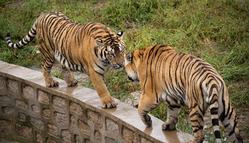 Siberian tigers at Hengdaohezi Tiger Park