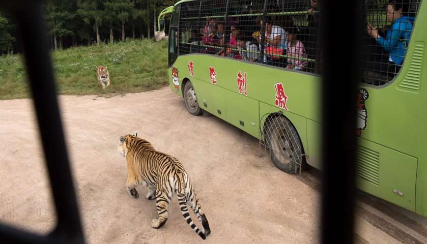 Siberian tigers are seen from the inside of a bus transporting visitors at Hengdaohezi Siberian Tige