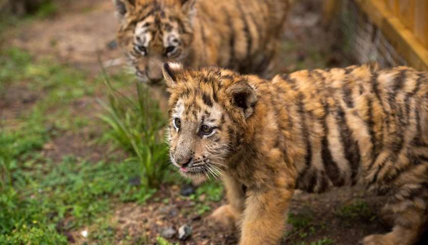 Siberian tiger cubs at Hengdaohezi Tiger Park