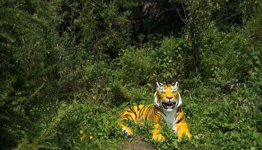 A model of a Siberian tiger is displayed at the Hengdaohezi Siberian Tiger Park