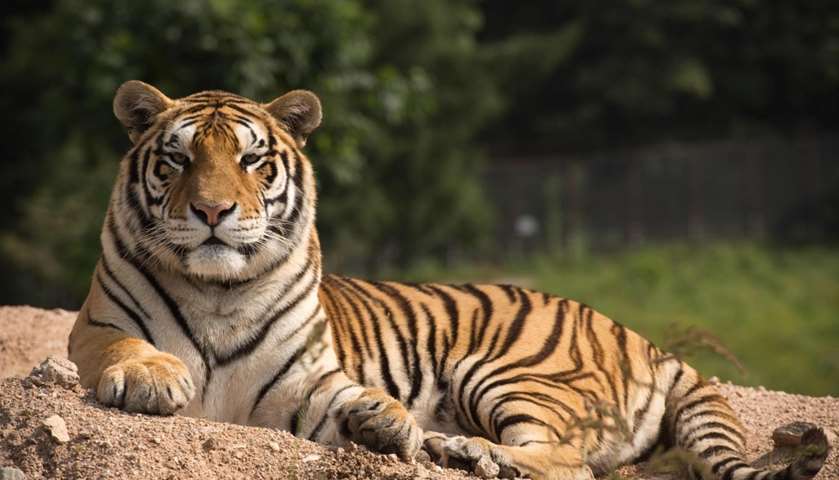 A Siberian tiger sits in the Hengdaohezi Siberian Tiger Park 
