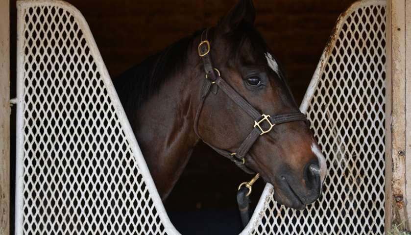 Icy Steel peers out of his stable during workouts