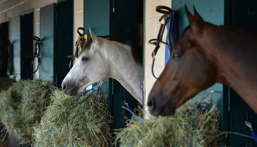 Cupid (lcenter) and Mubtaahij look out of their stables