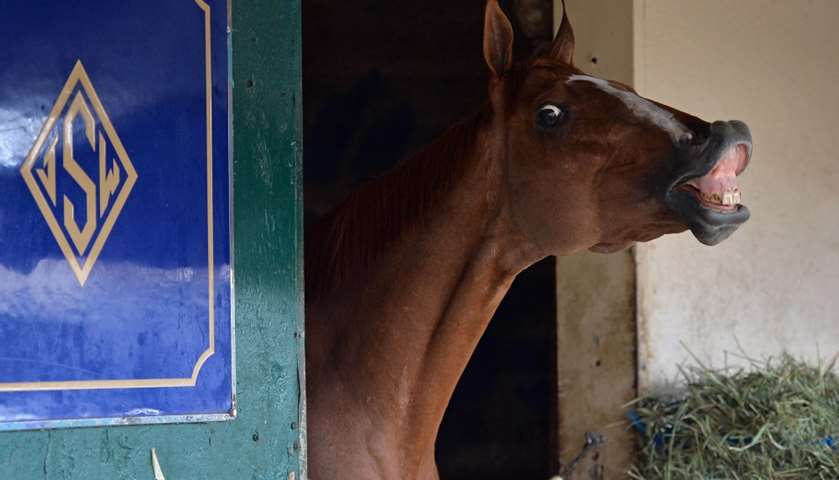 Stellar Wind in her stable during workouts