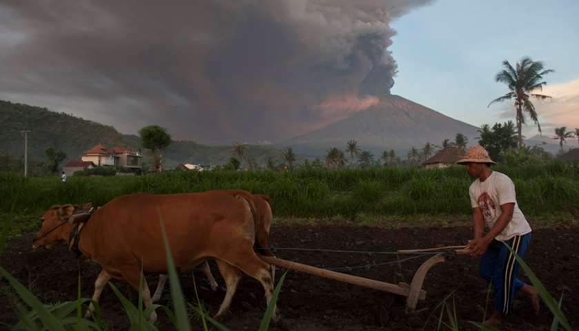 A farmer ploughs his field as Mount Agung erupts in the background in Culik Village, Karangasem