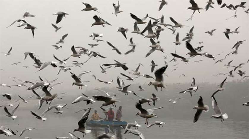 People ride a boat as seagulls fly over the waters of the river Yamuna amid smog in New Delhi