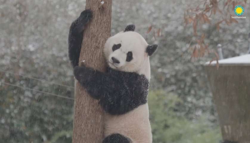 A the panda climbs a tree in the snow at the Smithsonian\'s National Zoo in Washington D.C., US
